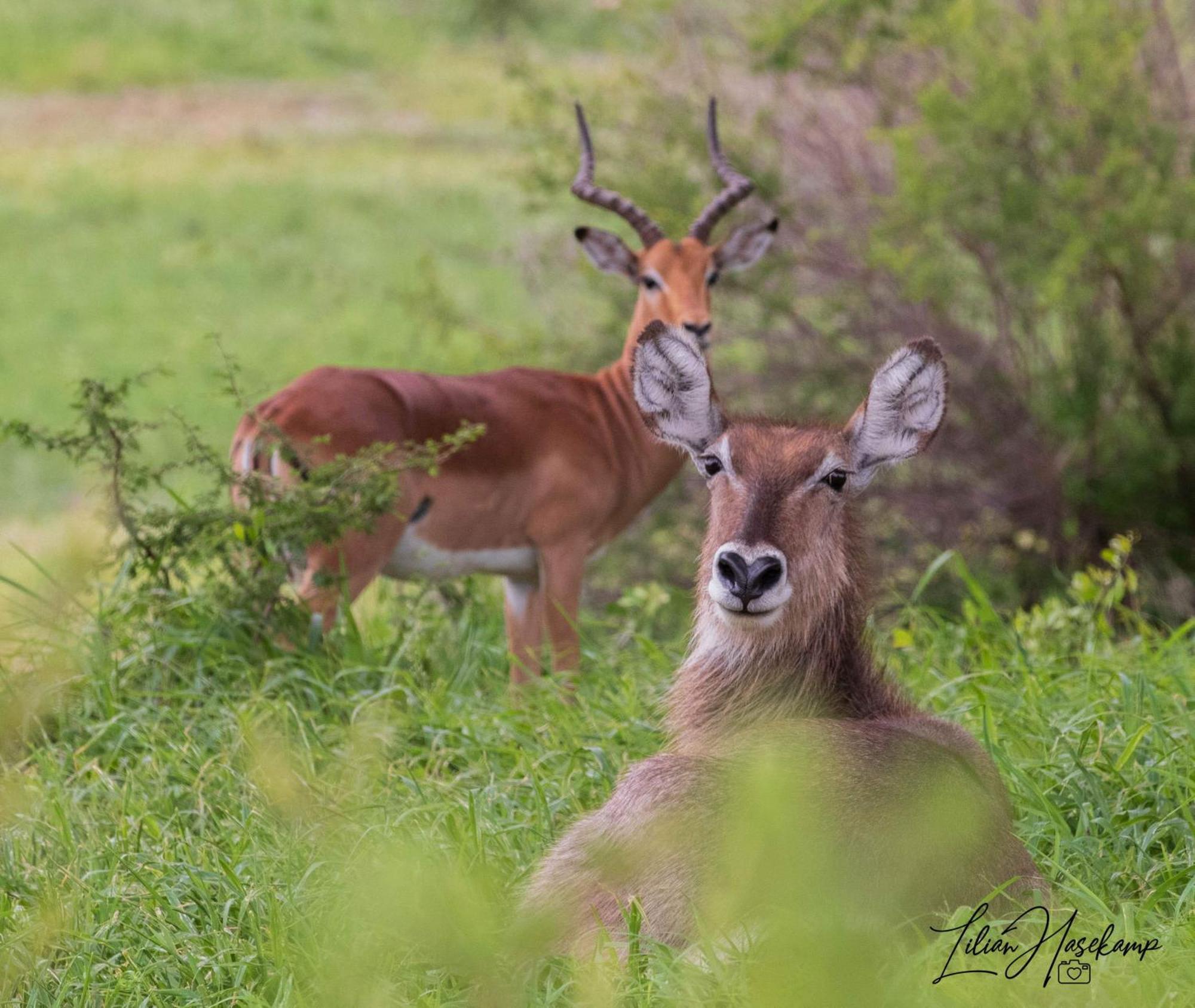 Hasekamp Family Bush Lodge フッドスプルイト エクステリア 写真